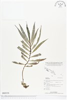 登錄號:BS02156藏品圖，第1張