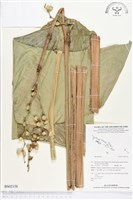 登錄號:BS02158藏品圖，第1張