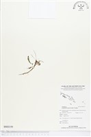 登錄號:BS02159藏品圖，第1張