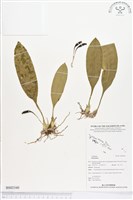 登錄號:BS02160藏品圖，第1張