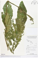 登錄號:BS02162藏品圖，第1張