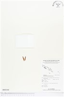 登錄號:BS02164藏品圖，第1張