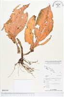 登錄號:BS02165藏品圖，第1張