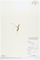 登錄號:BS02166藏品圖，第1張