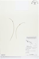 登錄號:BS02167藏品圖，第1張