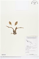 登錄號:BS02168藏品圖，第1張