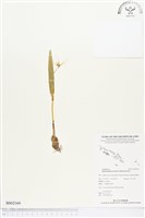 登錄號:BS02169藏品圖，第1張