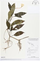 登錄號:BS02170藏品圖，第1張