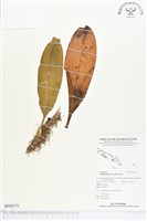 登錄號:BS02171藏品圖，第1張