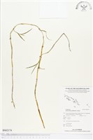 登錄號:BS02174藏品圖，第1張