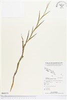 登錄號:BS02175藏品圖，第1張