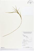 登錄號:BS02176藏品圖，第1張