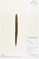 登錄號:BS02177藏品圖，第1張