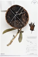 登錄號:BS02181藏品圖，第1張