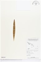 登錄號:BS02187藏品圖，第1張