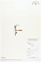 登錄號:BS02188藏品圖，第1張