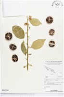 登錄號:BS02189藏品圖，第1張