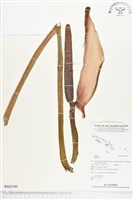 登錄號:BS02190藏品圖，第1張