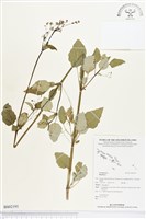 登錄號:BS02191藏品圖，第1張