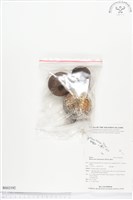 所羅門西谷椰藏品圖，第1張
