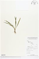 登錄號:BS02193藏品圖，第1張