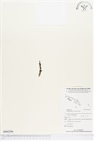 登錄號:BS02194藏品圖，第1張