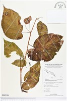 登錄號:BS02196藏品圖，第1張