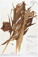 登錄號:BS02197藏品圖，第1張