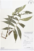 登錄號:BS02198藏品圖，第1張