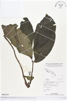 登錄號:BS02199藏品圖，第1張