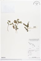 登錄號:BS02201藏品圖，第1張