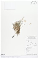登錄號:BS02202藏品圖，第1張