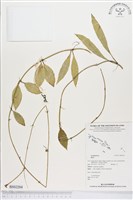 登錄號:BS02204藏品圖，第1張