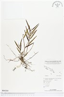 登錄號:BS02205藏品圖，第1張