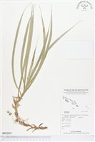 登錄號:BS02207藏品圖，第1張