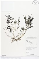 登錄號:BS02208藏品圖，第1張