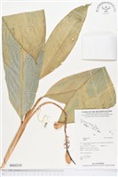 登錄號:BS02210藏品圖，第1張