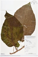 登錄號:BS02211藏品圖，第1張