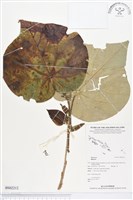 登錄號:BS02212藏品圖，第1張