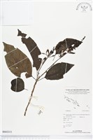 登錄號:BS02213藏品圖，第1張