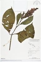 登錄號:BS02214藏品圖，第1張