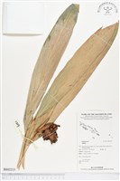 登錄號:BS02215藏品圖，第1張