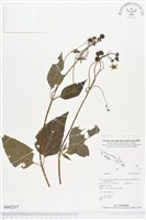 登錄號:BS02217藏品圖，第1張