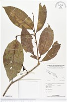 登錄號:BS02218藏品圖，第1張