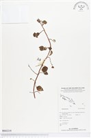 登錄號:BS02219藏品圖，第1張