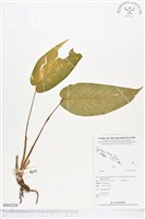 登錄號:BS02220藏品圖，第1張