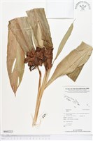 登錄號:BS02222藏品圖，第1張