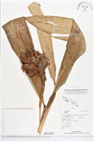 登錄號:BS02223藏品圖，第1張