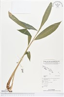 登錄號:BS02224藏品圖，第1張