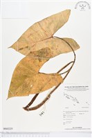 登錄號:BS02225藏品圖，第1張